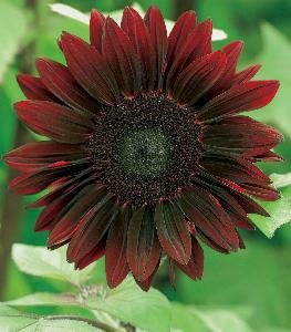 Helianthus annuus Moulin Rouge