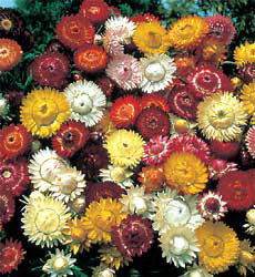 Helichrysum bracteatum