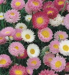 Helipterum roseum Double Mix