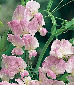 Lathyrus latifolius Pink Pearl