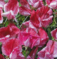 Lathyrus odoratus. Americane