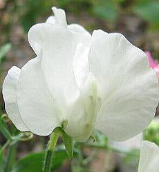Lathyrus odoratus. Swan Lake