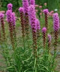 Liatris spicata