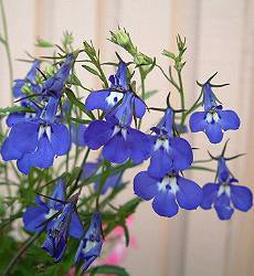 Lobelia erinus pendula Sapphire