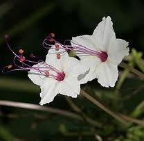 Mirabilis longiflora