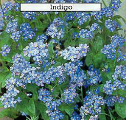 Myosotis sylvatica Indigo