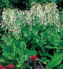Nicotiana sylvestris