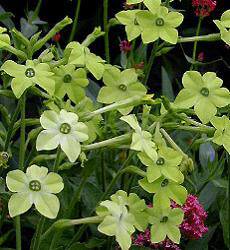 Nicotiana x sanderae Lime Green