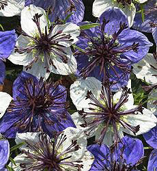 Nigella papillosa Musical Prelude