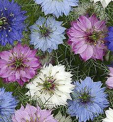 Nigella damascena Persian Jewels mix