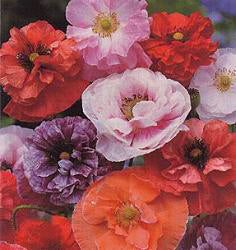 Papaver rhoeas Dawn Chorus