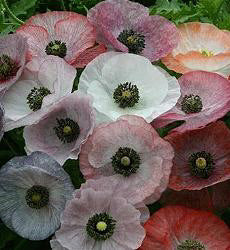 papaver_seidenmohn