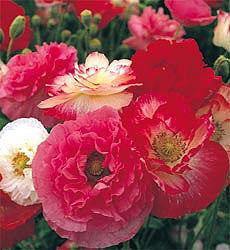 Papaver rhoeas Shirly d.bl. mix