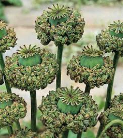 Papaver somniferum Hen & Chickens