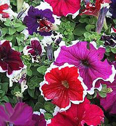 Petunia grandiflora F1 Frost Mix