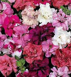 Petunia Duo Mixed F1