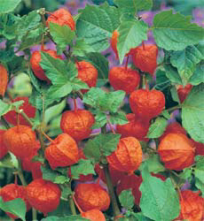 Physalis alkekengi
