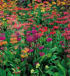 Product showcase image from staged upload