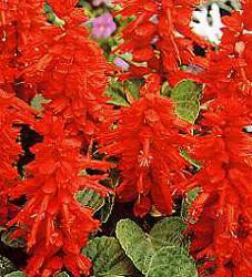 Salvia splendens Blaze of Fire