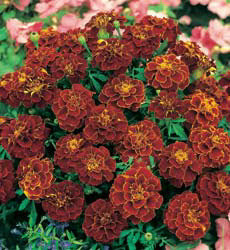 Tagetes patula Red Cherry