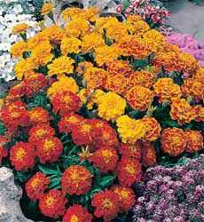 Tagetes patula nana Bonita mix