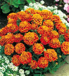 Tagetes patula nana Petite
