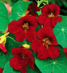 Tropaeolum minus Tip Top Velvet
