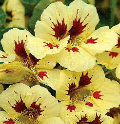 Tropaeolum majus Prince Charming