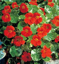 Tropaeolum minus Alaska Tip Top Red