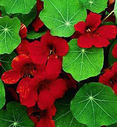 Tropaeolum majus Emperess of India