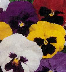 Viola x wittrockiana Reuzen Zwitserse mix