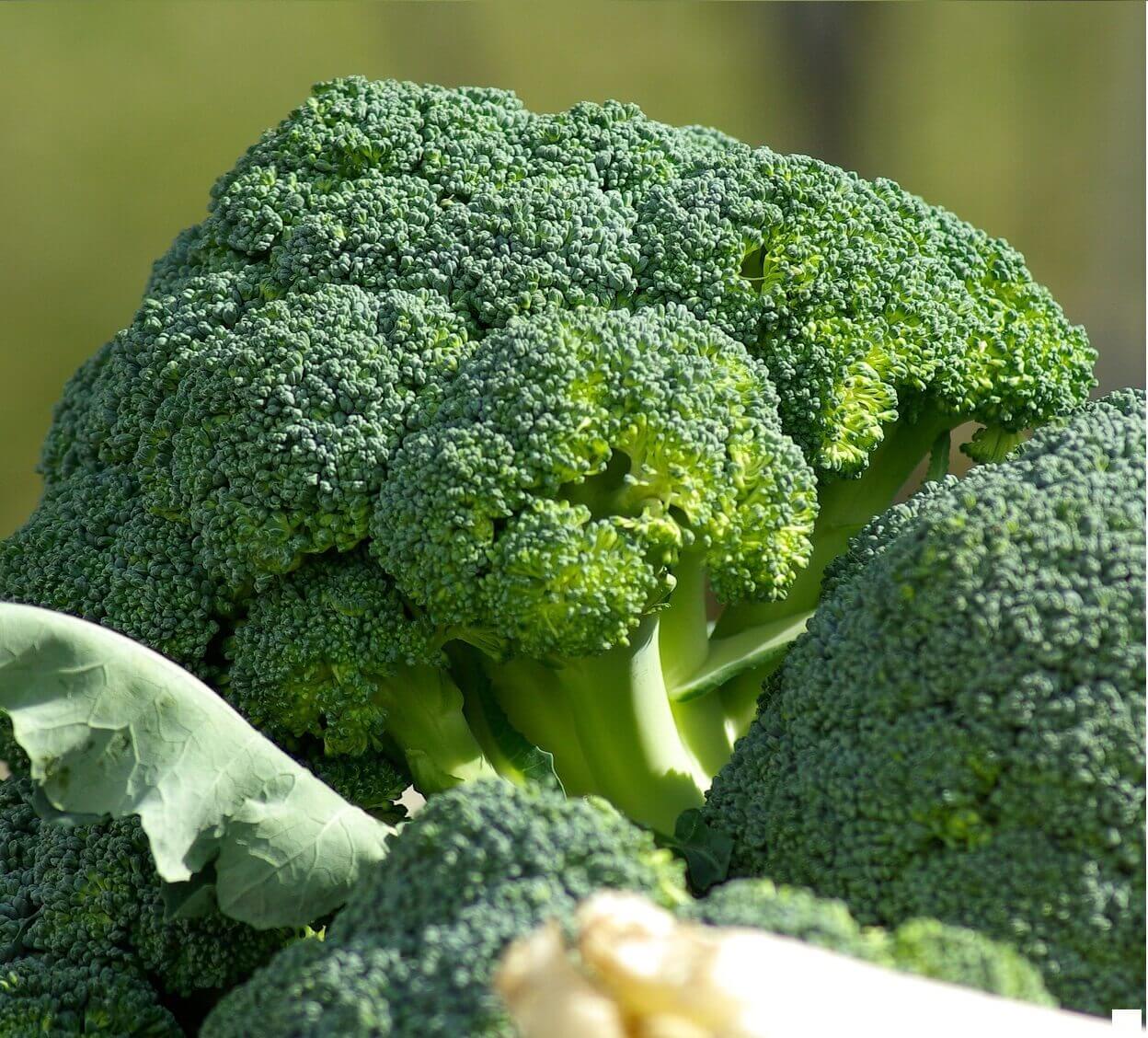 Broccoli Calabrese Ramoso BIO