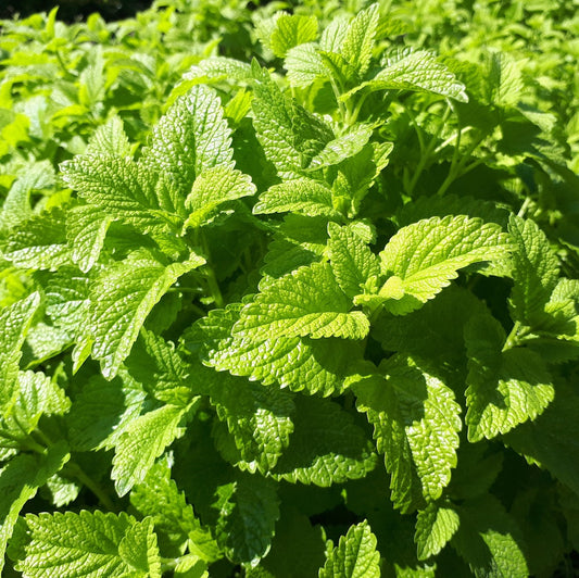 Citroenmelisse Biozaden