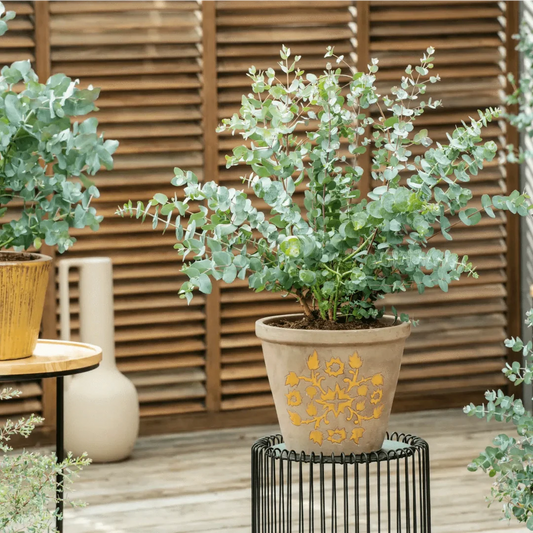 Eucalyptus Baby Blue