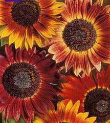 Helianthus annuus Evening Sun