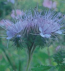 Groenbedekker en bemesting Phacelia