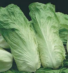 Groenlof Uranus F1