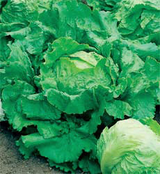 Sla IJsbergsla Webbs Wonderful