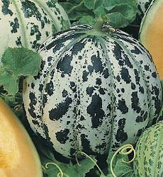 Meloen Oranje Ananas