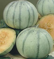 Meloen Cantaloup Charentais