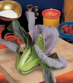 Pak Choi Red Choi F1