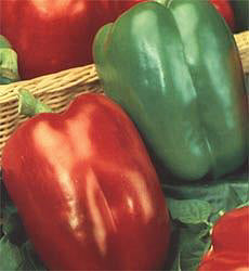 Paprika_California_Wonder