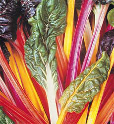 Snijbiet Bright Lights