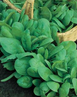 Spinazie Renegade F1 Organic