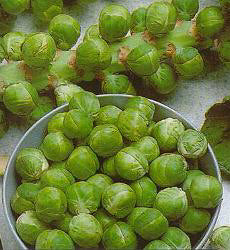 Spruitkool Evesham Special