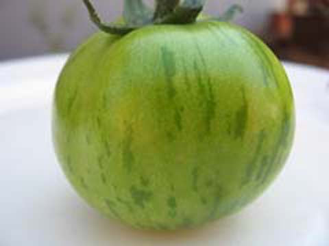 Tomaten T Green Zebra improved BIO