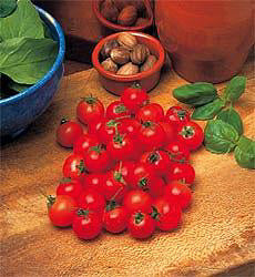 Tomaten balkontomaat Garden Pearl