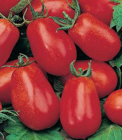 Tomaten pomodori Roma VF