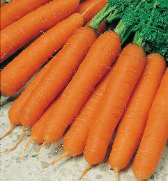 Wortelen winter Jitka F1