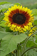 Helianthus_Solar_Power